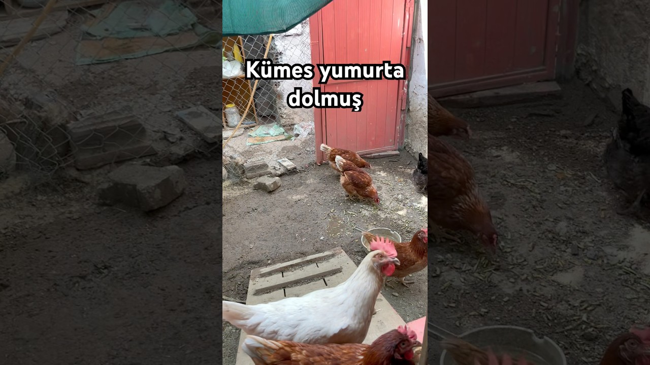 Kümes yumurta dolmuş. #tavuk #kümeshayvanları #yumurta