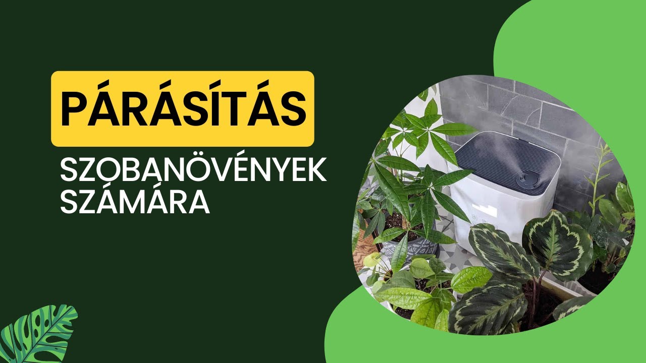 Szobanövények párásítása öt módszer, amit érdemes kipróbálni | Let's Leaf