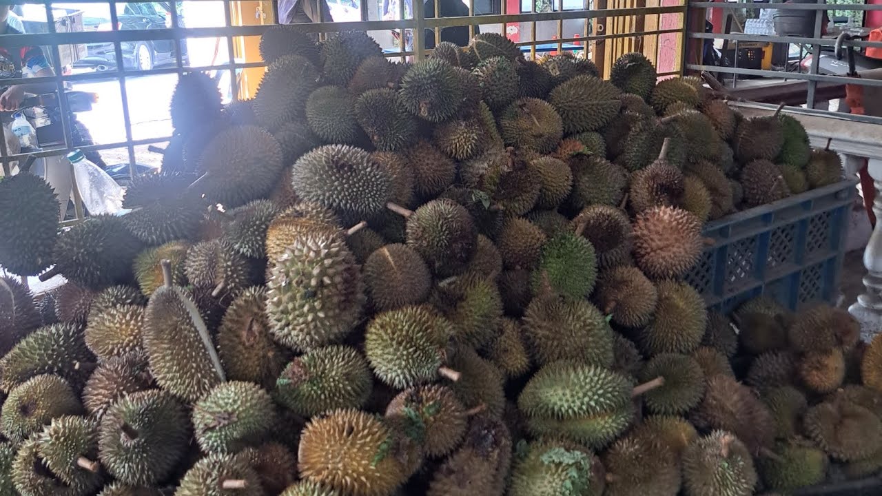 #022 durian searching @ batu kurau