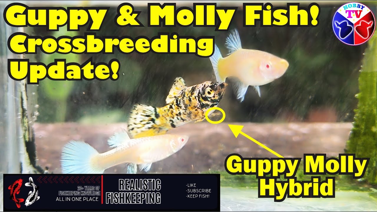 Guppy Fish and Molly Fish Crossbreeding | Hybrid and APW Cross Update!