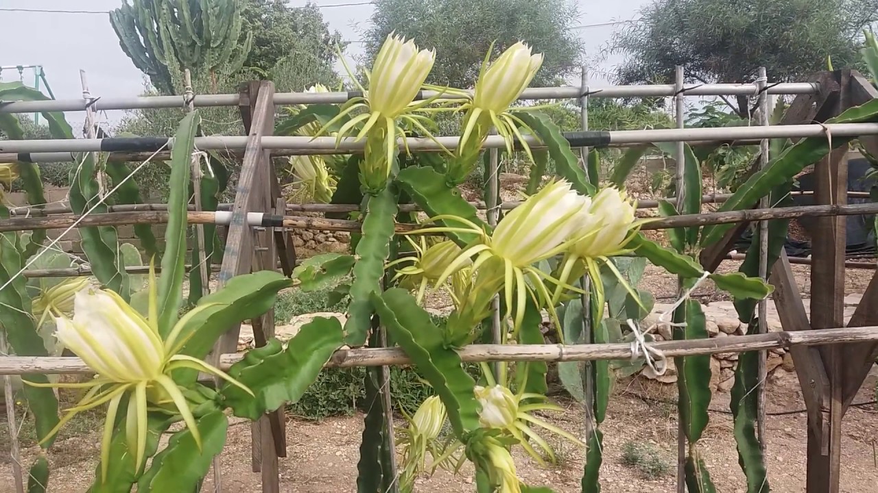 Pitahayas en el campo de Elche (Alicante)