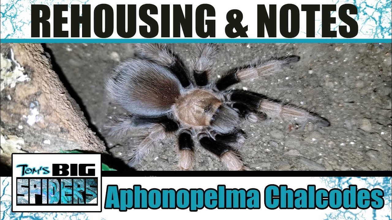 Aphonopelma chalcodes "Arizona Blonde" Rehouse and Notes