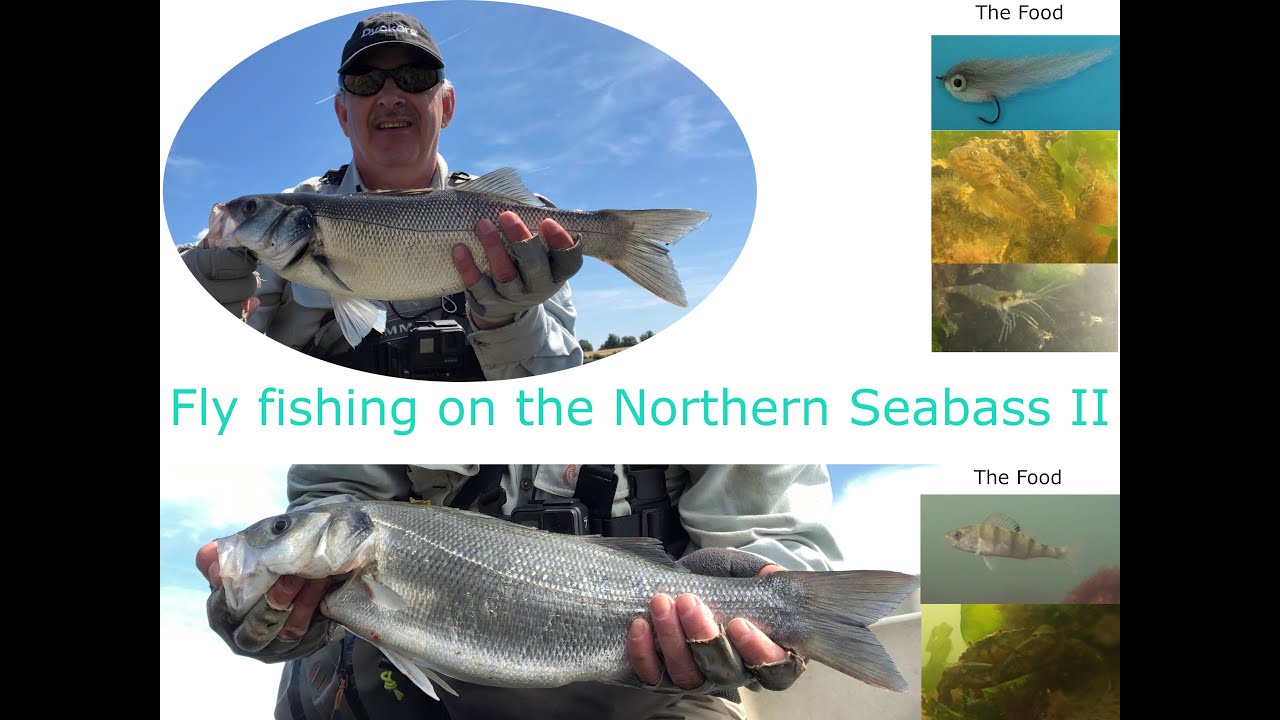 Fly fishing on the Northern Seabass II