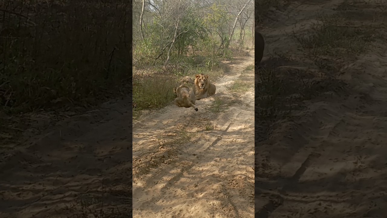 ## @@@ lion 🦁 safari me kuch asha dekhne ko mila aaj bhai 