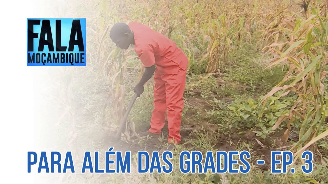 Série Para Além das Grades - Ep. 3 | Acompanhe o trabalho dos reclusos nos campos de cultivo