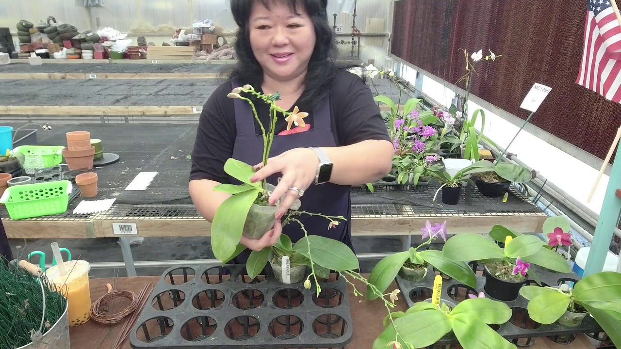 Norman Fang Live!  Episode 23 Phal violacea and its hybrids