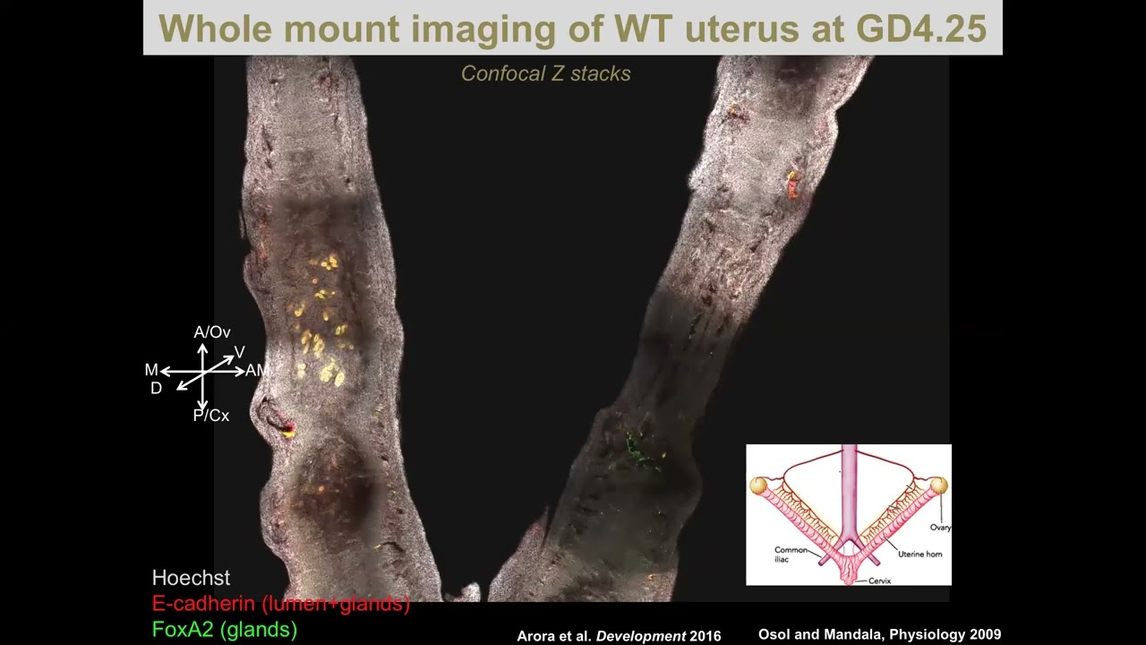 11.11.23 Illuminating the (uterine) path: from embryo movement to implantation