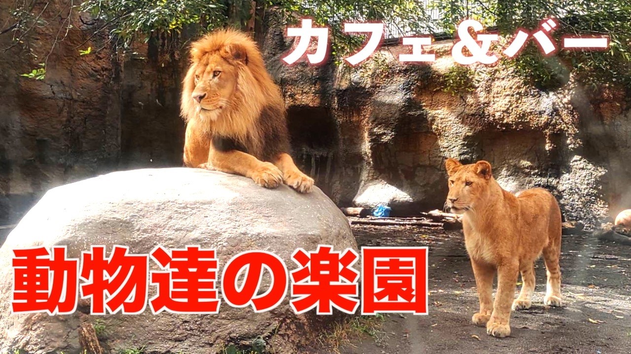 NO492 週末カフェバー　旭山動物園　猫の日撮影 オリトファミリー　#lion #イオ #レイ #asahiyamazoo