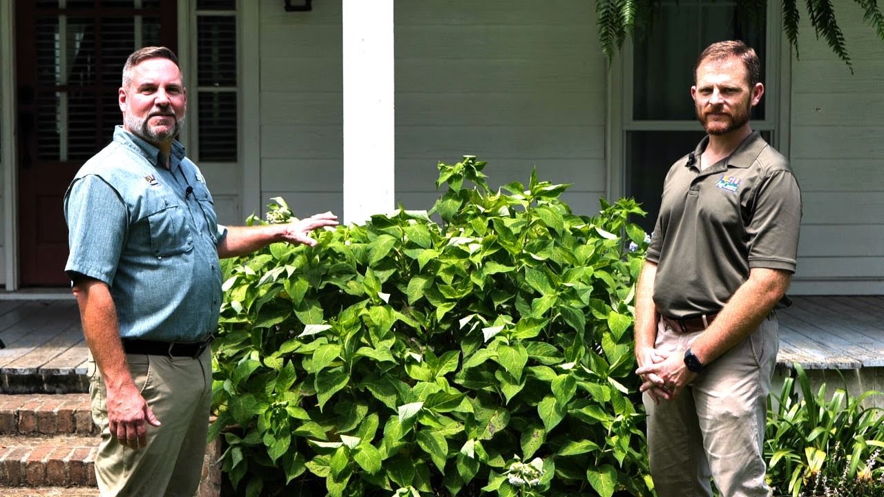 Get It Growing: How to handle Cercospora leaf spot on hydrangeas
