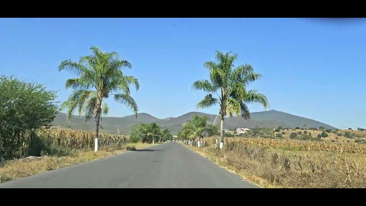 Ya se está cosechando el sorgo en Las Zarquillas ¡Qué bueno! @cotidiano399
