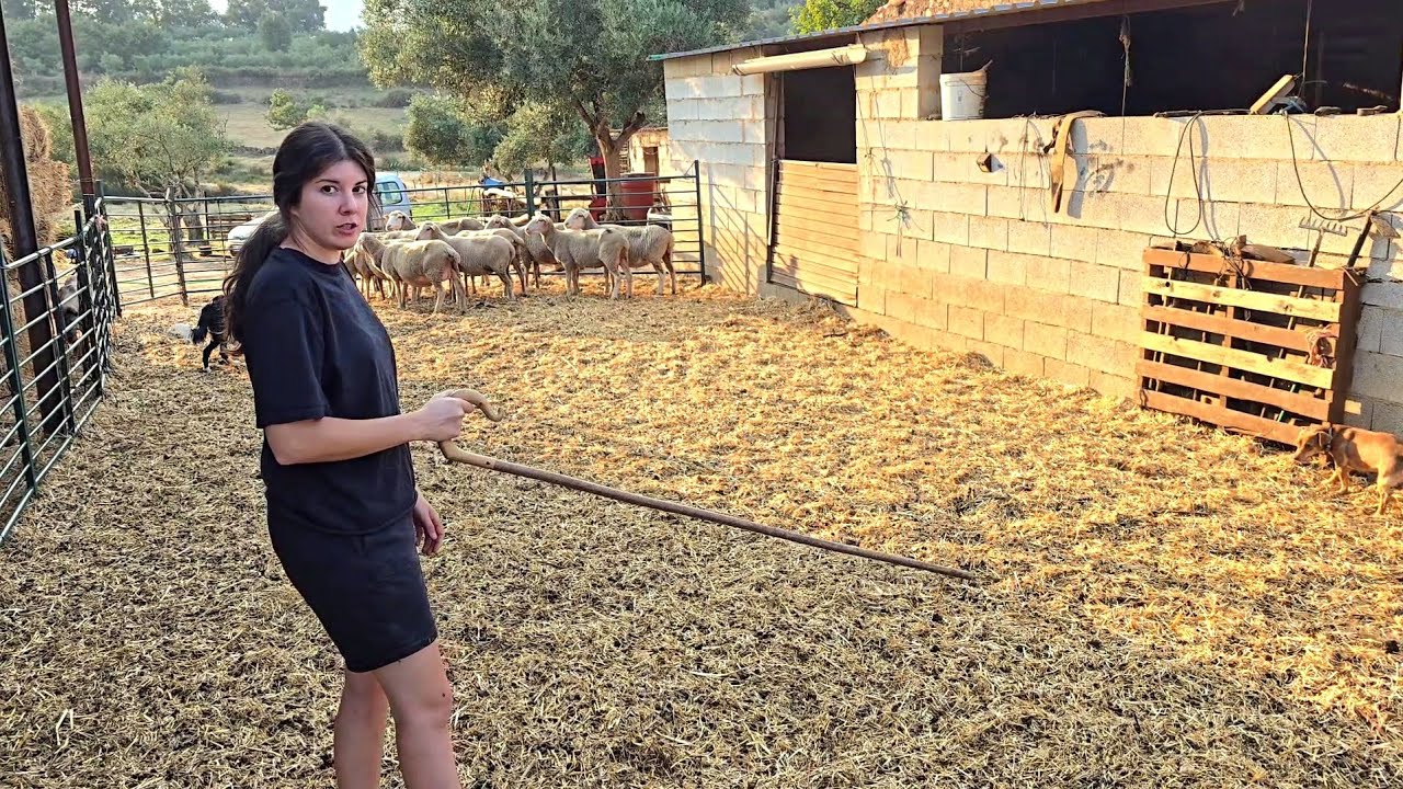 Adiestrando a Ramiro el perro pastor, esto es lo más difícil