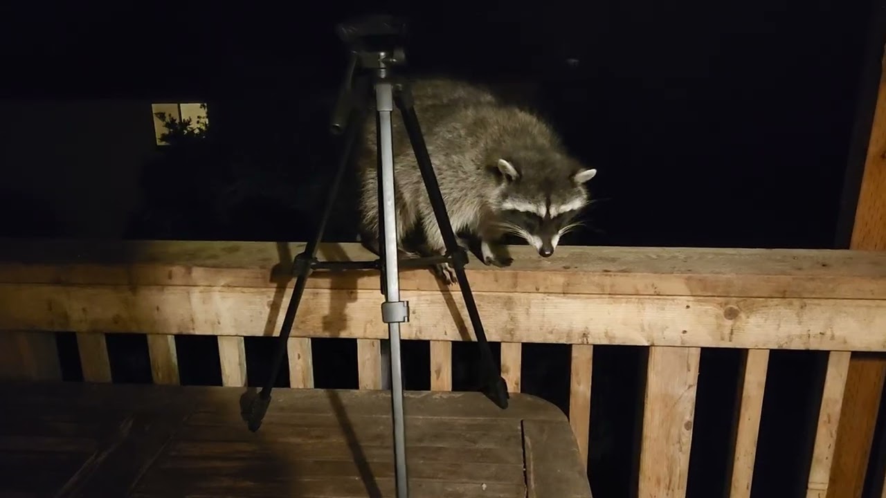 🐇🦝Cute New Raccoon Friend Curious About Camera Tripod ☦️🧿
