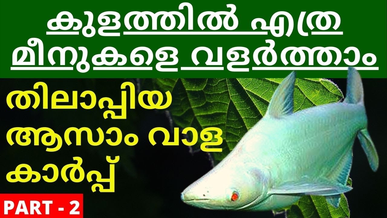 നാച്ചുറൽ കുളത്തിൽ മൽസ്യ കൃഷി [#Tilapia #Nutter #Karp Fish Farming in Natural Ponds] Malayalam 2021