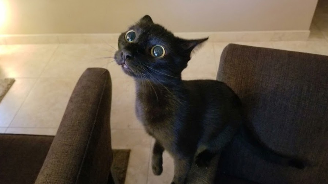 Самые смешные коты: Неудержимый хаос