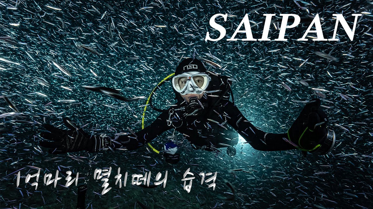[4K] 사이판 바다를 뒤덮은 은빛 향연 | 사이판다이빙월드 | Saipan