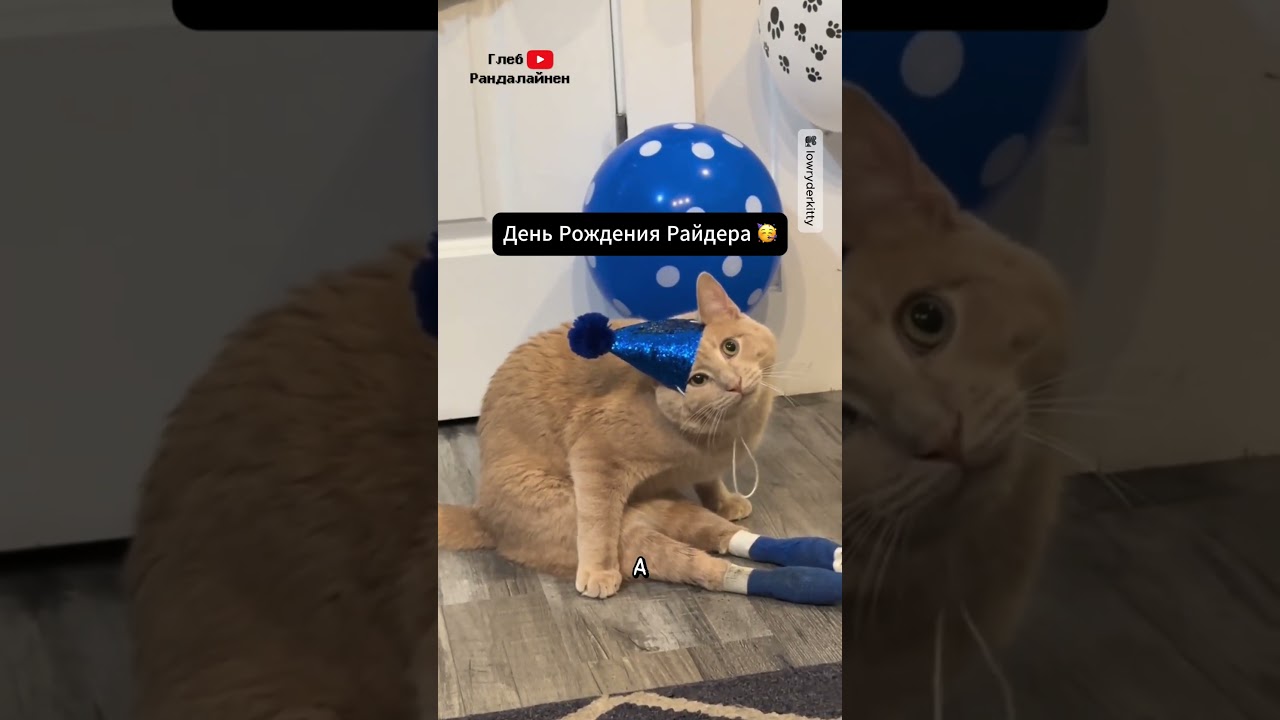 Парализованный Кот Райдер 🧡