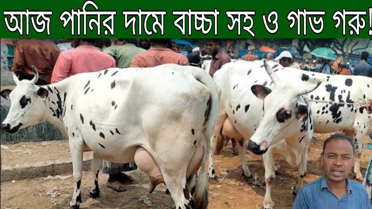 মাত্র ১৪২ হাজার টাকায় ১৪ লিটার ও ২ লক্ষ টাকায় ২২ লিটার দুধের গাভী। জাহিদ ভাই মানেই দুধে বেশি দামে কম