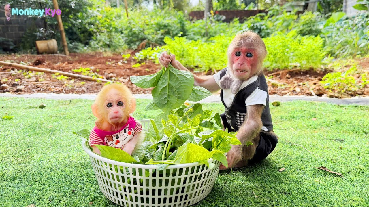 Monkey Kyo helped Dad harvest vegetables&hellip; BuNa got curious!