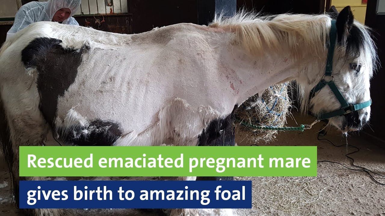 Rescued emaciated pregnant mare gives birth to amazing foal