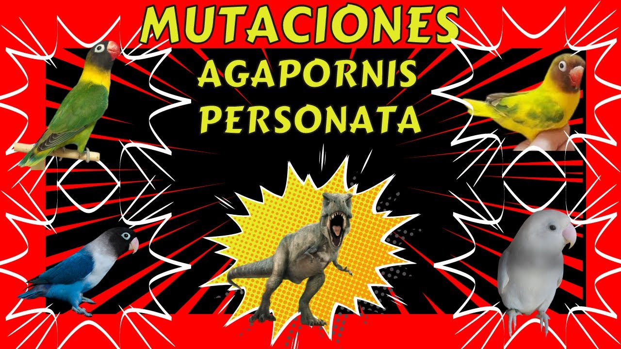 MUTACION AGAPORNI PERSONATA Verde Azul Decino #birds #Agapornis #Loros