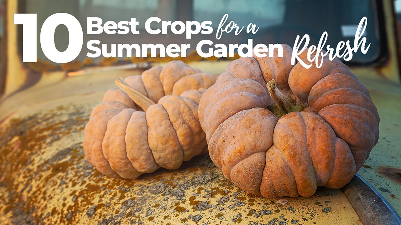 10 Best Crops For a Summer Garden Refresh (To Plant In July)!