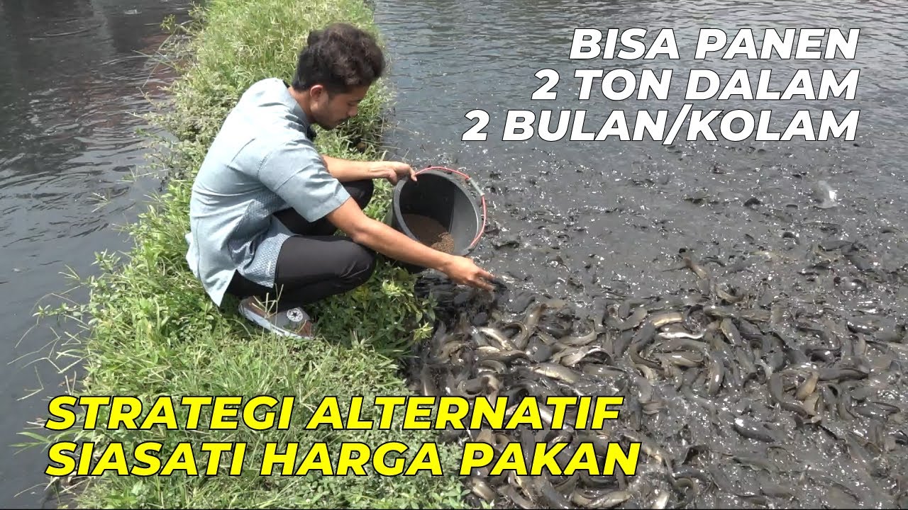 Masih Pemula Sukses BUDIDAYA LELE Skala Besar dgn Pakan Alternatif