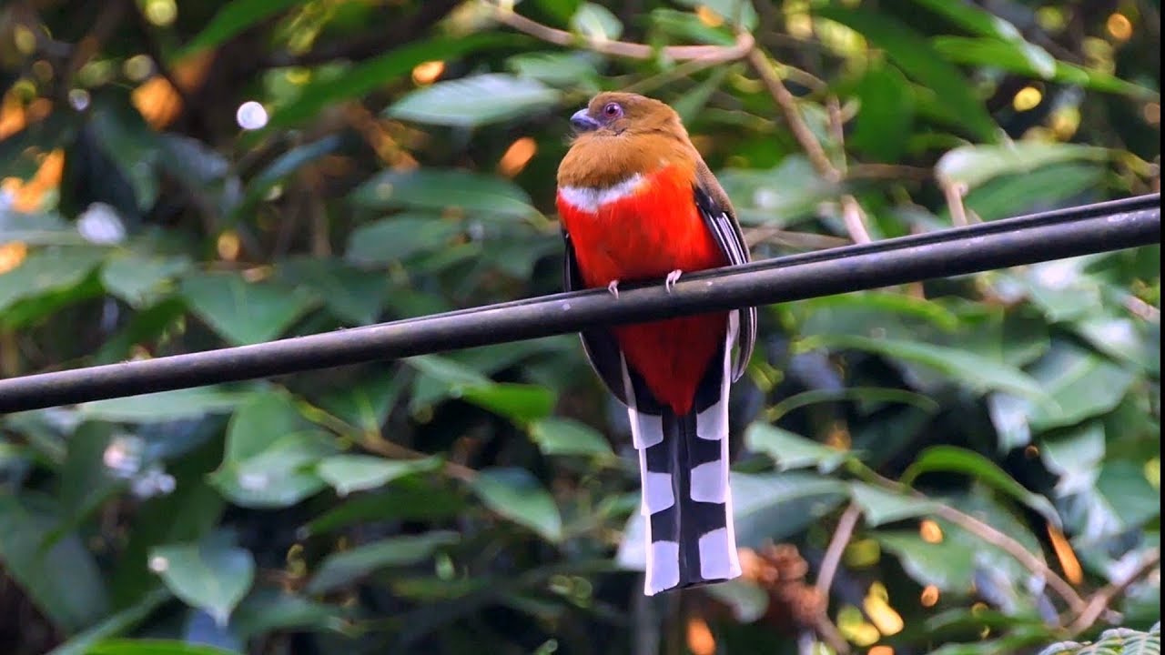 Birds of Malaysia.