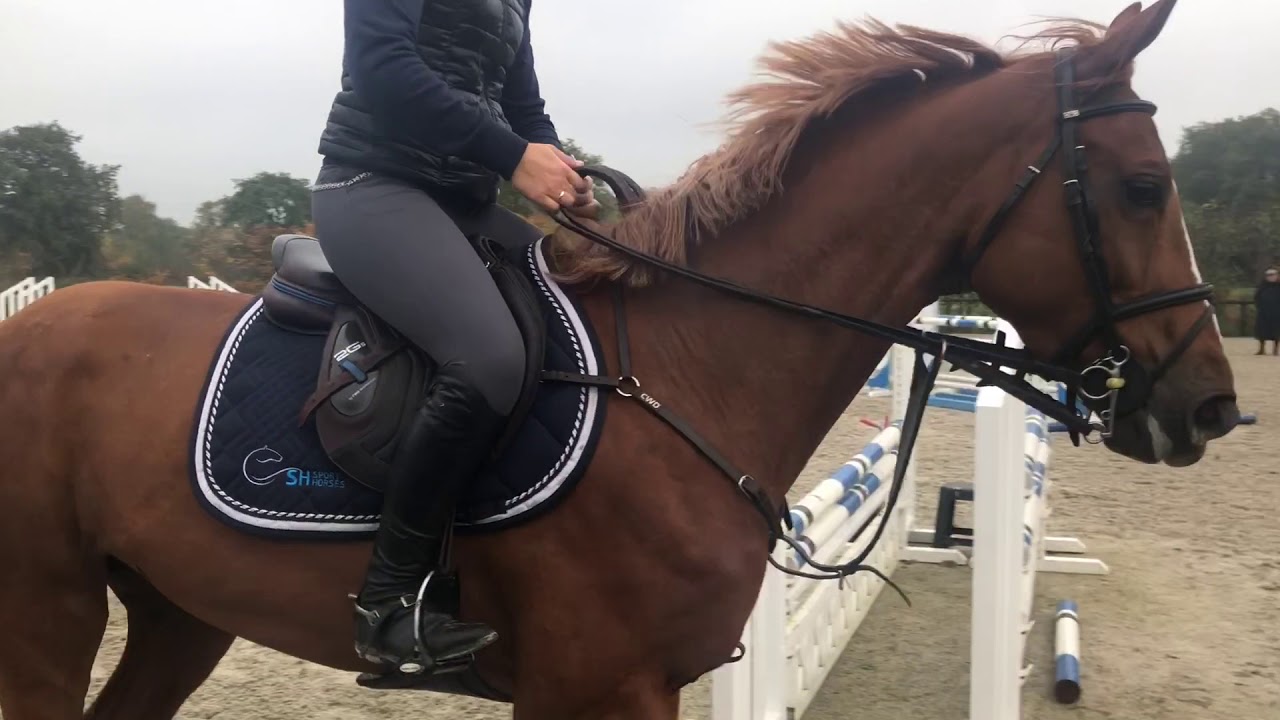 Les Albert Voorn SH Sporthorses
