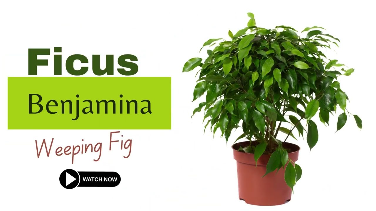 Weeping Fig Plant | Ficus Benjamina | Types of Ficus Plants