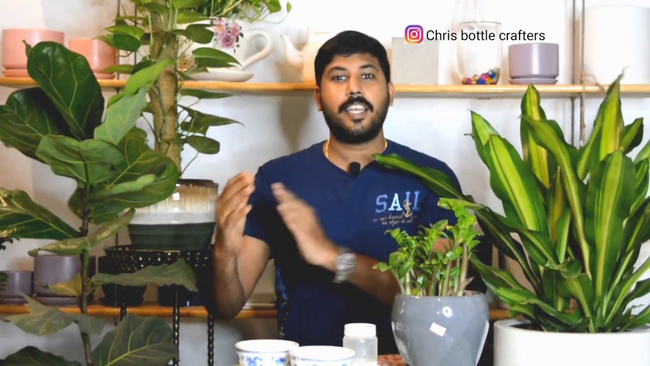 INDOOR PLANTS leaf വെട്ടി തിളങ്ങാൻ വീട്ടിൽ ഉണ്ടാക്കാൻ പറ്റുന്ന പൊടിക്കൈ  leaf glazing tips..