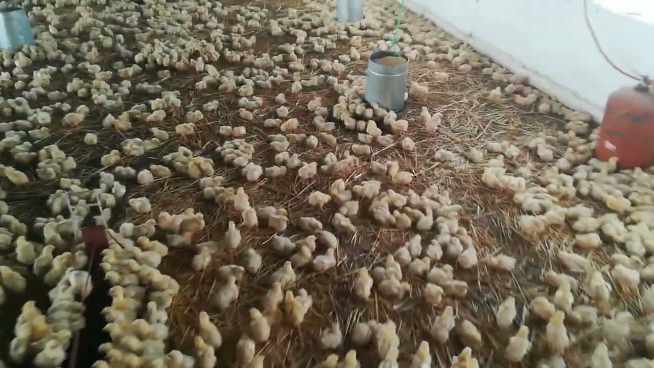 #اليوم السابع من دورة تربية الدجاج الرومي طريقة تركيب العلافات وتوزيع العلف