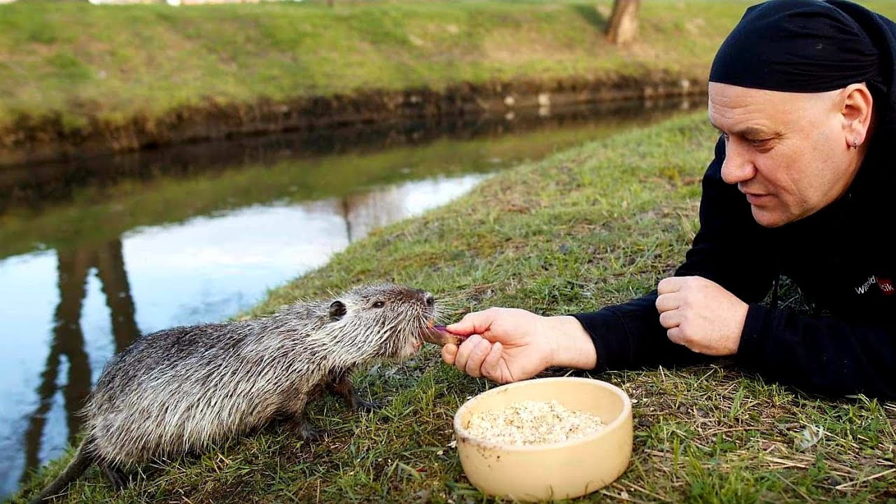 Nutrie w Rybniku, dobrze czy źle ???