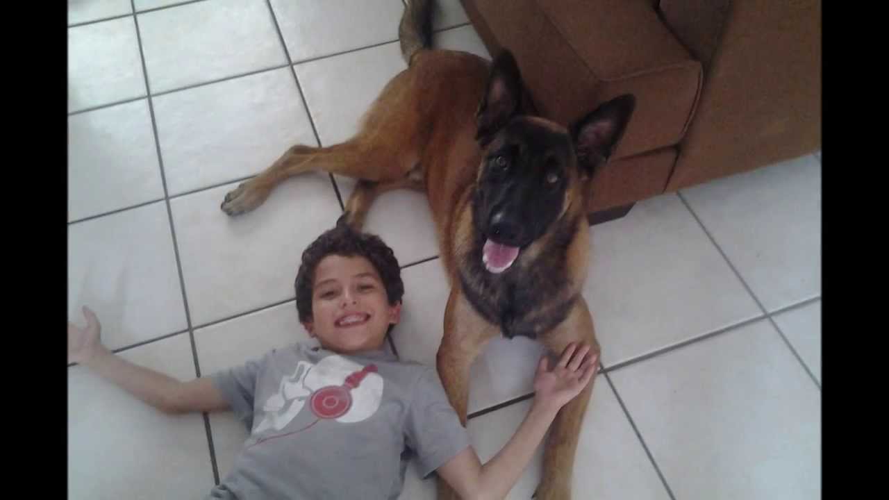 Belgian Malinois 