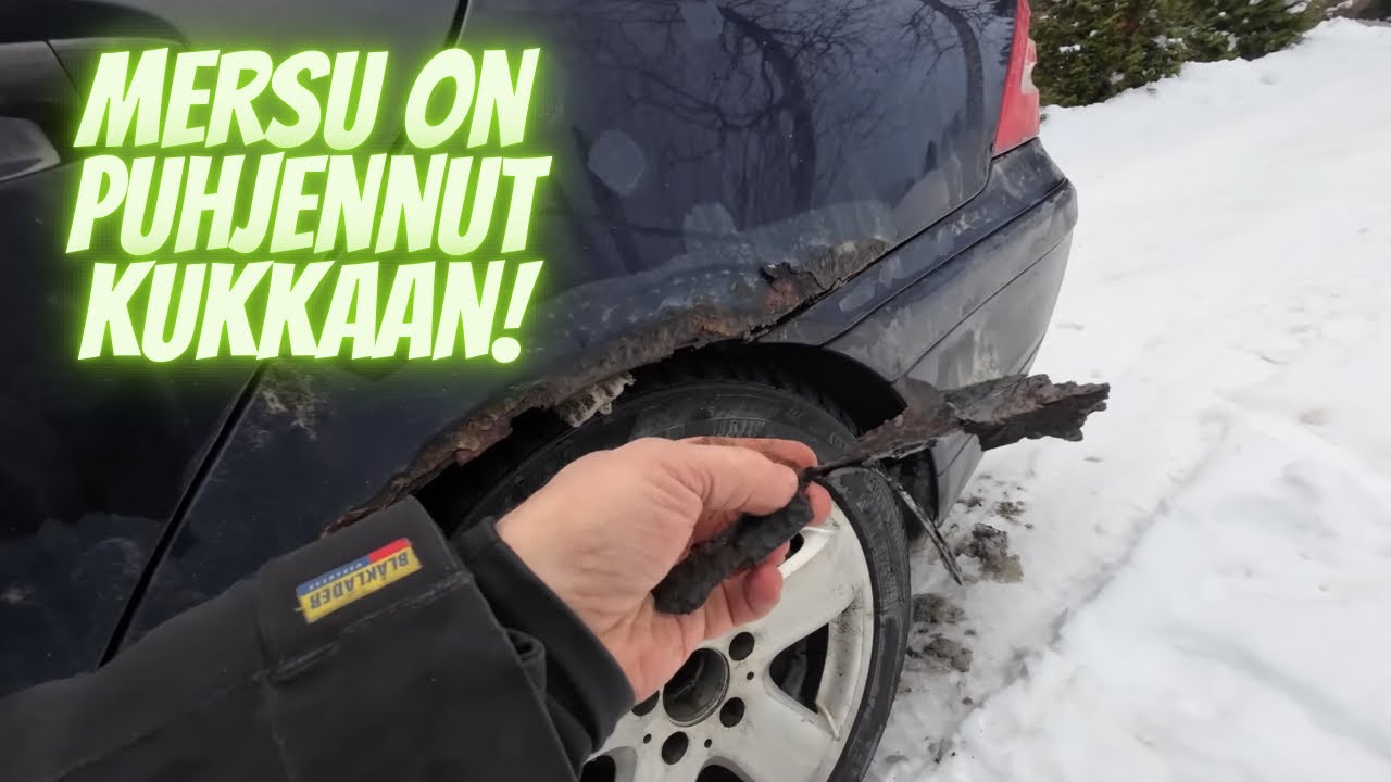 Mersu kukkii jo, onko se kevät tulossa? Kylläpä on laho ja mätä