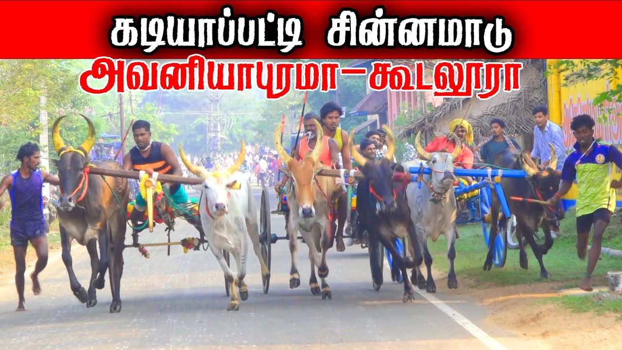 சின்னமாடு கடியாப்பட்டி பந்தயம் 17-01-2026|chinnamadu Race
