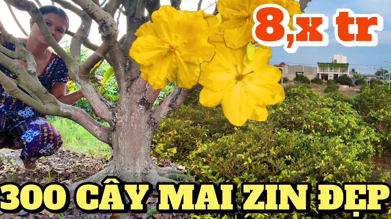 😱 300 cây mai vàng ZIN khổng lồ giá chỉ hơn 8 triệu/cây - có thật không?