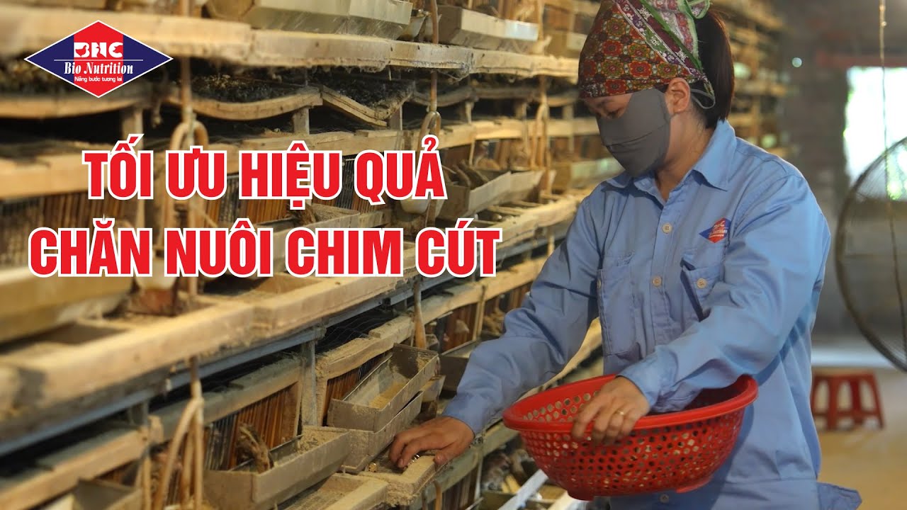 TỐI ƯU HIỆU QUẢ NUÔI CHÍM CÚT VỚI GIẢI PHÁP DINH DƯỠNG TỪ BIO NUTRITION