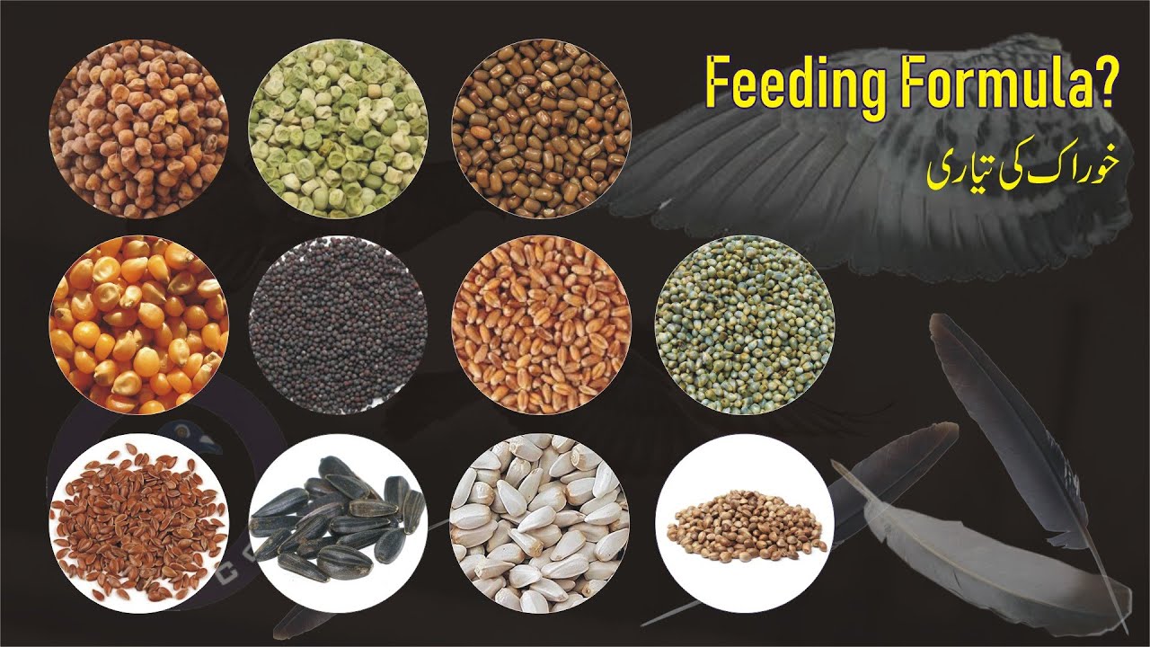 Pigeon Feed | Mix Feed Formula for Breeder Pigeon & Flyer Pigeon | Kabootar Dana | Pigeon Cote