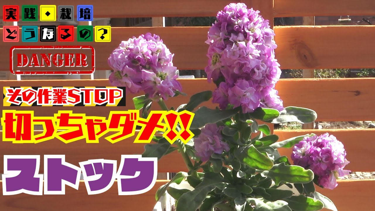 実践・栽培・どうなるの？【from present future？】その作業STOP！切っちゃダメ!!モコモコ【ストック】にしましょう！植え方・育て方・育ち方【園芸】