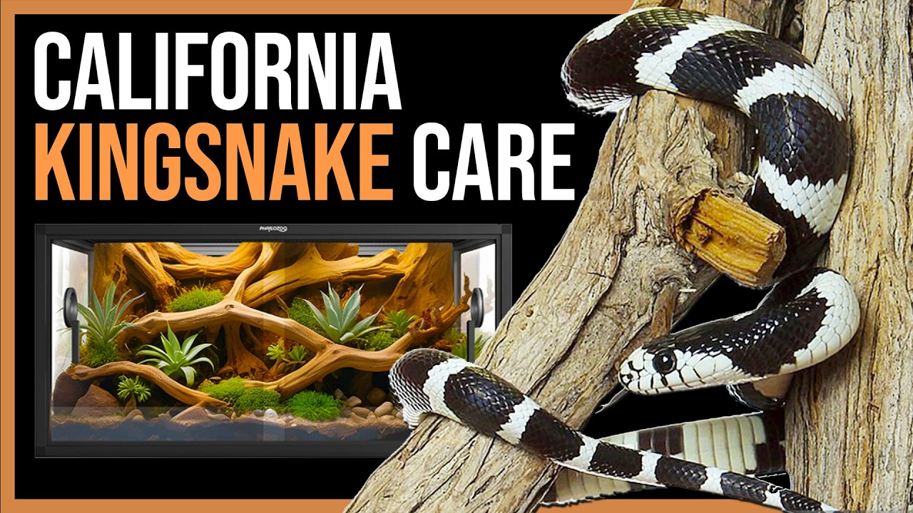 California Kingsnake Care for Beginners!