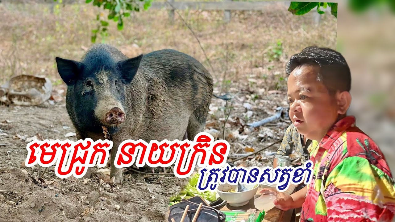 មេជ្រូក នាយក្រិន ត្រូវបានសត្វខាំ