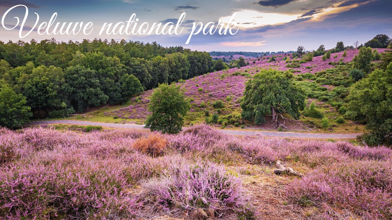 Veluwe National Park | The Netherlands | 30 Min