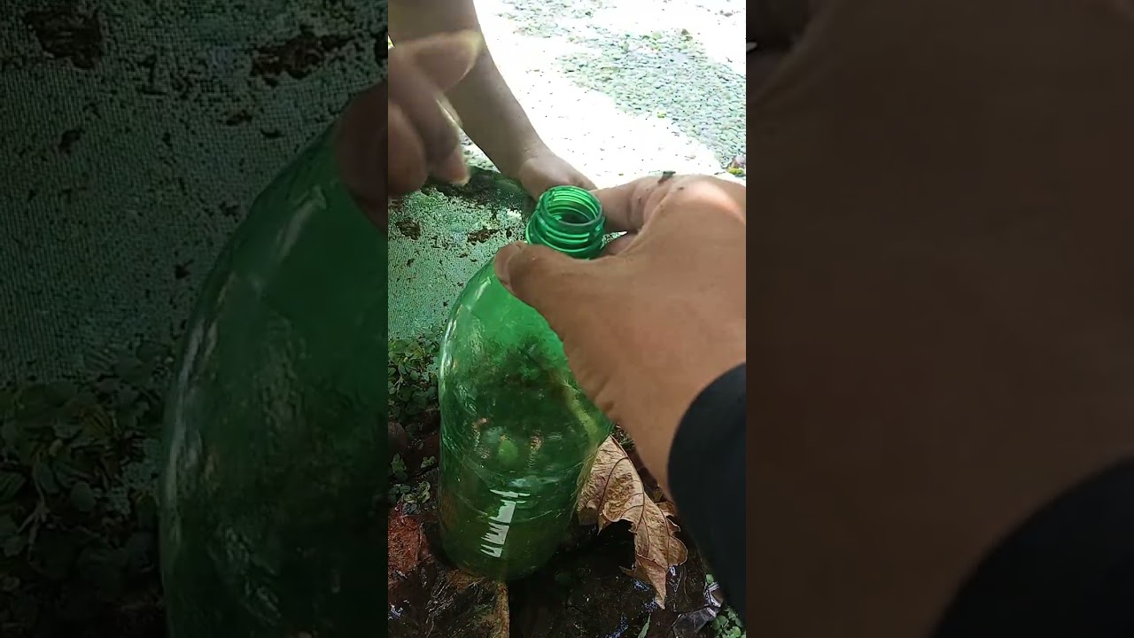 Pescaria de bettas selvagens 