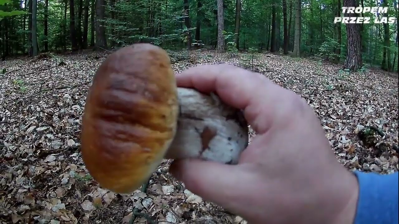 Borowik Szlachetny - Boletus Edulis 🍄🍄🌲🌳 #grzyby