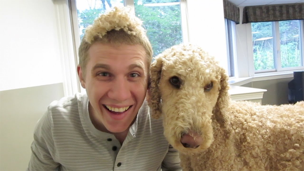 ADORABLE STANDARD POODLE HAIR CUT!!! (5.12.15)