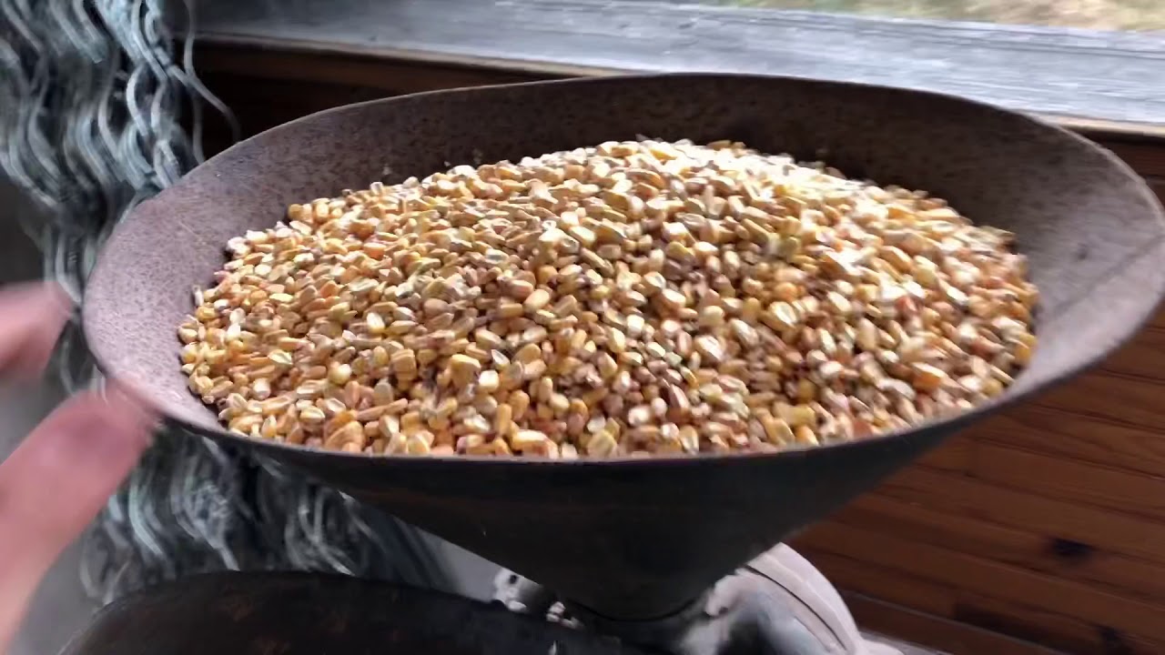 CONCASSAGE DE MAÏS 🌽 avec ma bonne vieille concasseuse !! Démonstration !