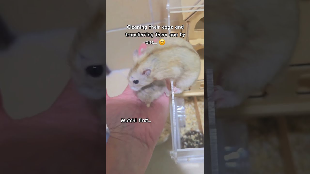 This is how I transferring my 5 little potatoes, Motchi and Potchi during cleaning time...