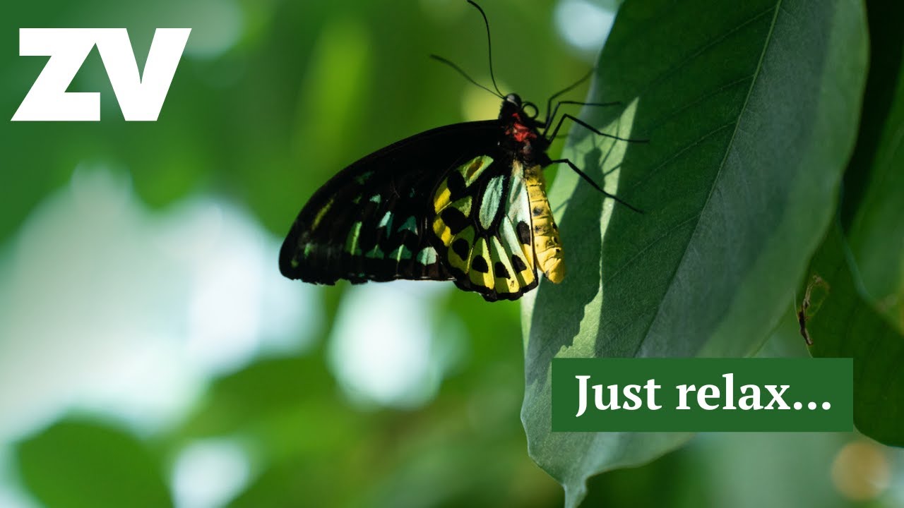 Experience the peace and tranquility of Melbourne Zoo's Butterfly House