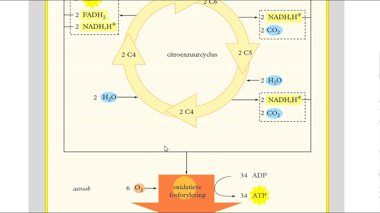 Binas tabel 68A - overzicht dissimilatie