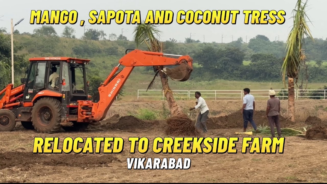 #treeplantation